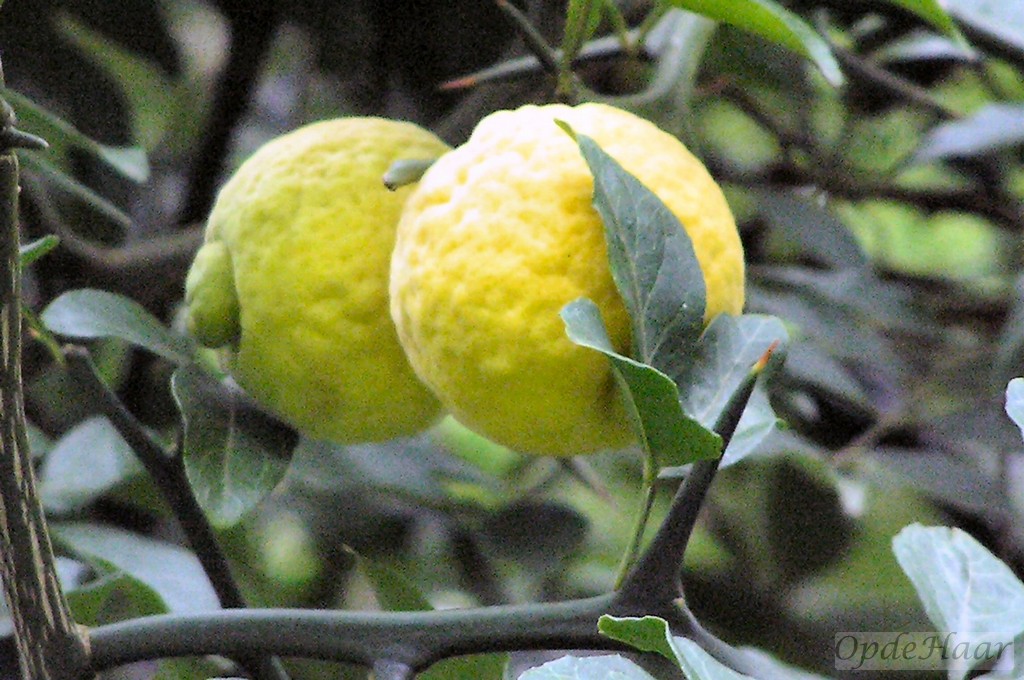 Poncirus trifoliata 